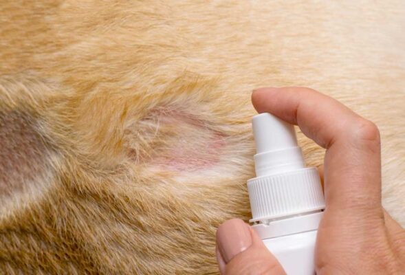 Tìm hiểu nguyên nhân và biện pháp xử lý khi mèo bị nấm da