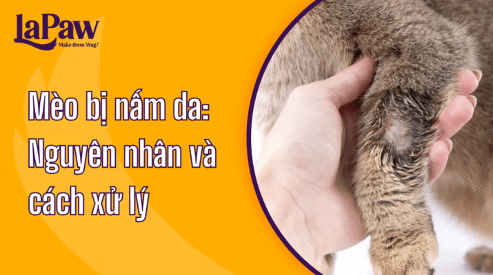 Cách xử lý khi mèo bị nấm