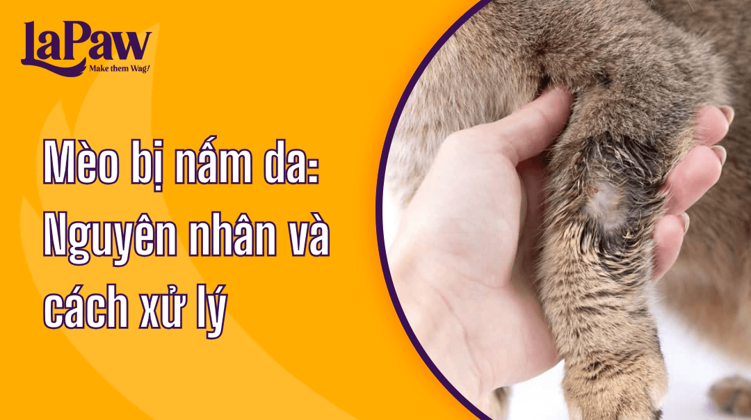 Cách xử lý khi mèo bị nấm