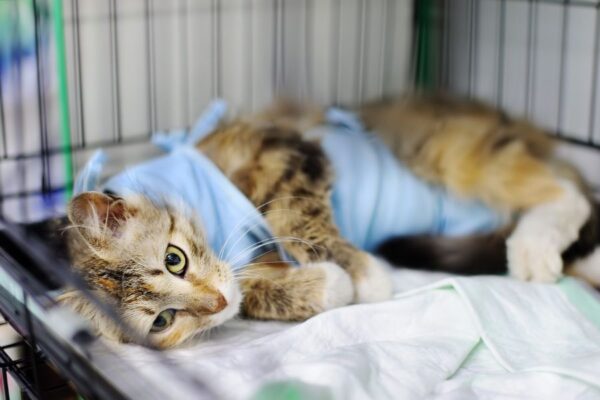 Tìm hiểu nguyên nhân và phương pháp chăm sóc khi mèo bị sốt