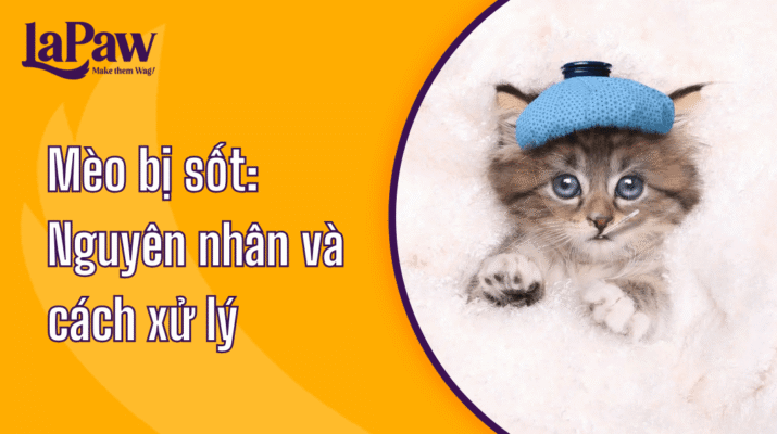 Tình trạng mèo bị sốt