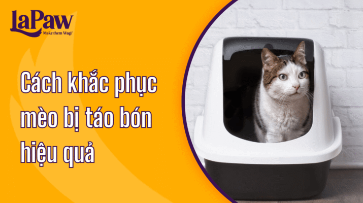 Cách khắc phục mèo bị táo bón
