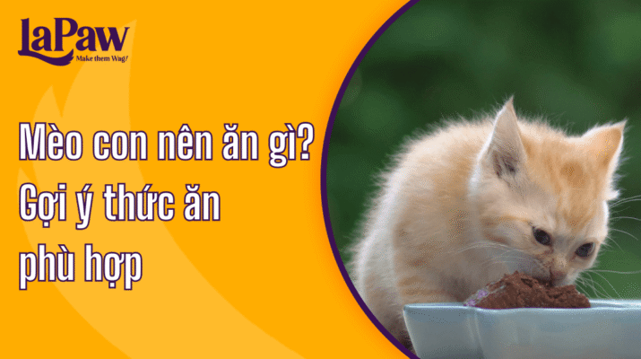 Mèo con nên ăn gì