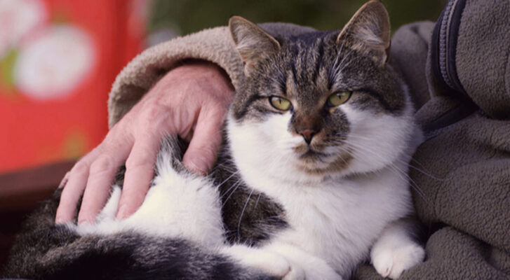 Mèo già thường thay đổi nhiều về ngoại hình, hành vi và tính cách