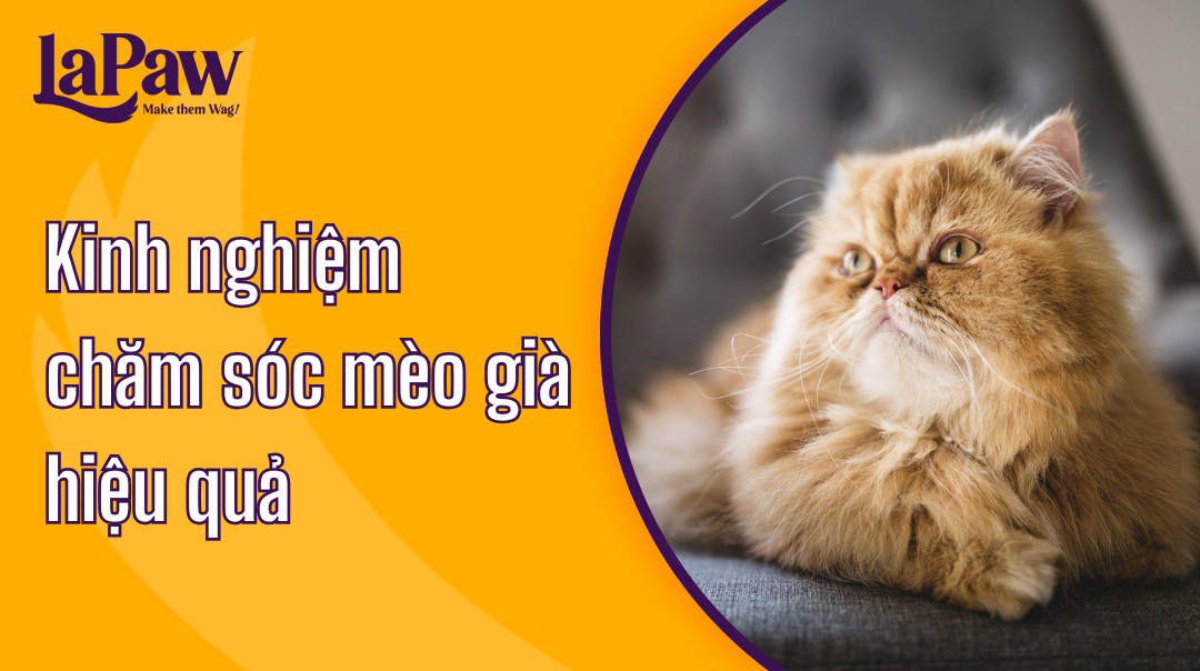 Kinh nghiệm chăm sóc mèo già