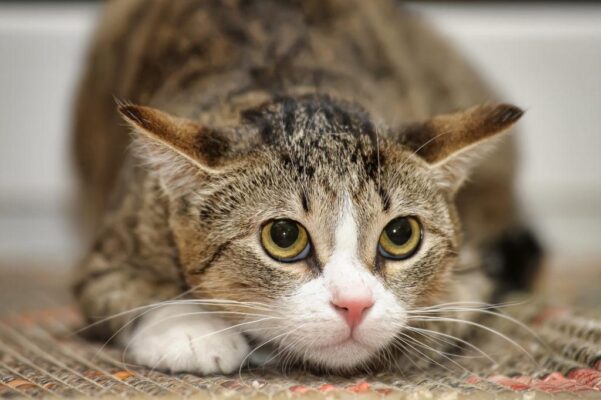 La mắng dễ khiến các bé lo lắng, sợ hãi và kêu nhiều hơn