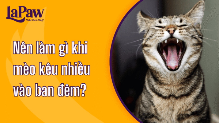 Mèo kêu nhiều vào ban đêm