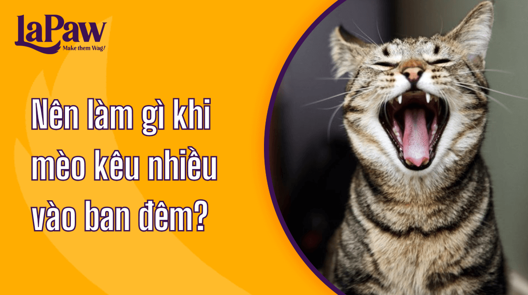 Mèo kêu nhiều vào ban đêm