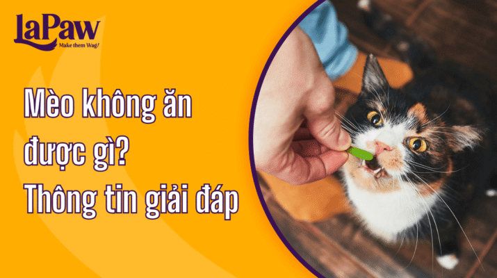 Mèo không ăn được gì