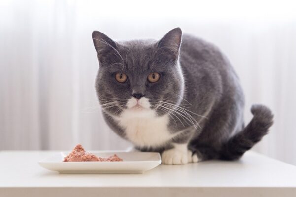 Người nuôi nên cung cấp đầy đủ dinh dưỡng giúp mèo mẹ hồi phục tốt sau sinh