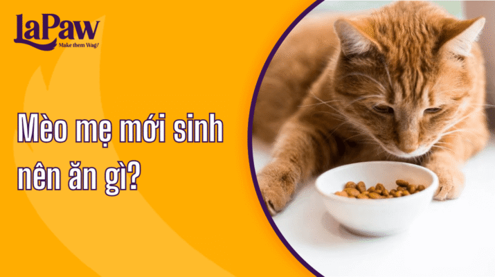 Mèo mẹ mới sinh nên ăn gì?