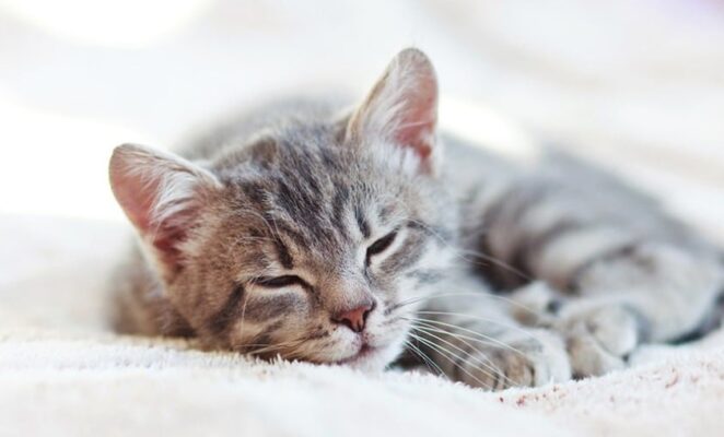 Giải đáp mèo ngủ nhiều có tốt không