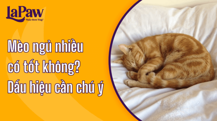Giải đáp mèo ngủ nhiều có tốt không