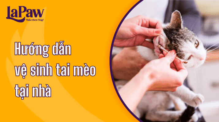 Hướng dẫn vệ sinh tai mèo