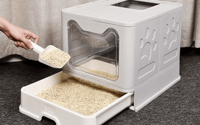 Tìm hiểu cát mèo bao lâu thay 1 lần