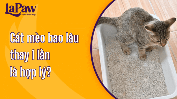 Cát mèo bao lâu thay 1 lần