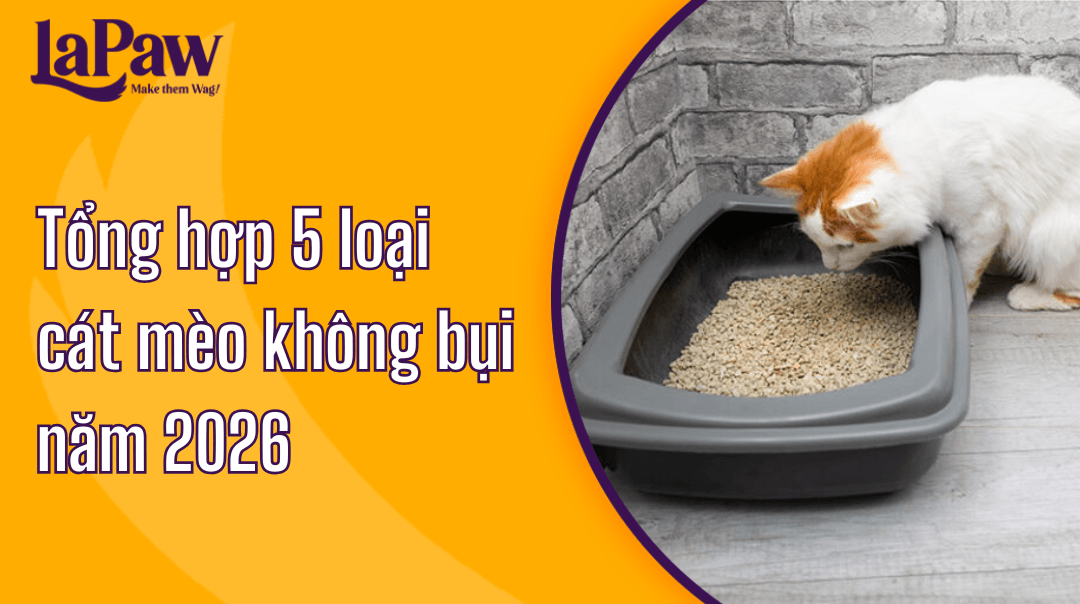 Cát mèo không bụi