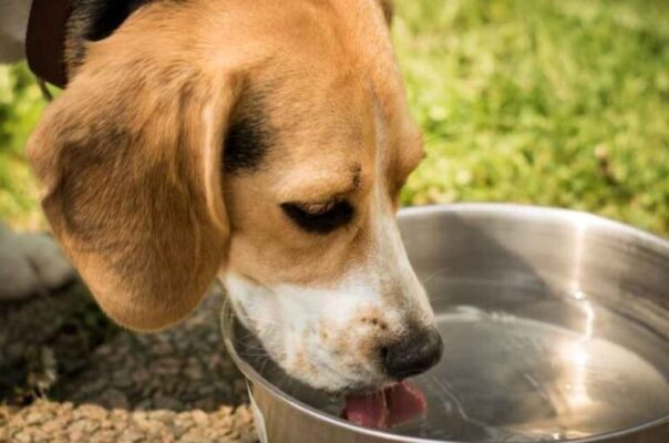 Ngoài việc chú trọng chế độ dinh dưỡng cân đối, bạn cũng nên cung cấp đầy đủ nước sạch cho cún