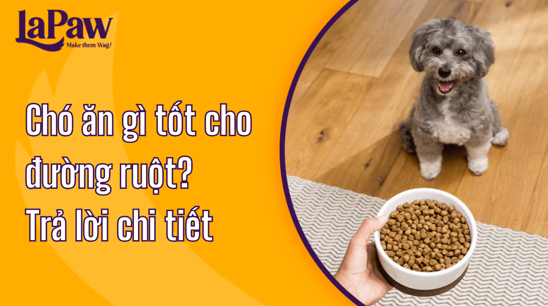 Chó ăn gì tốt cho đường ruột