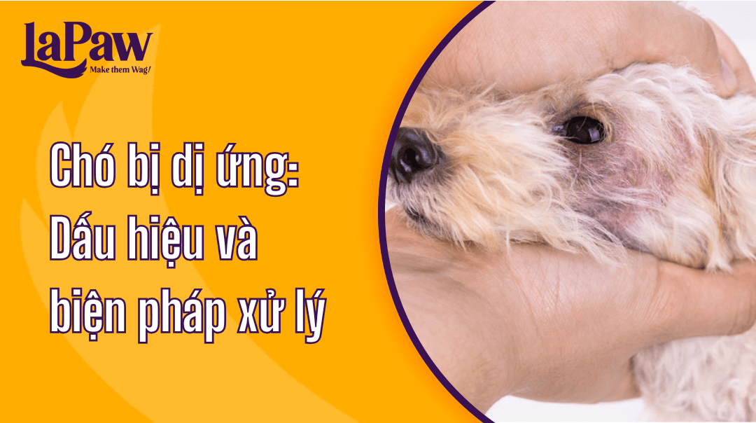 Chó bị dị ứng