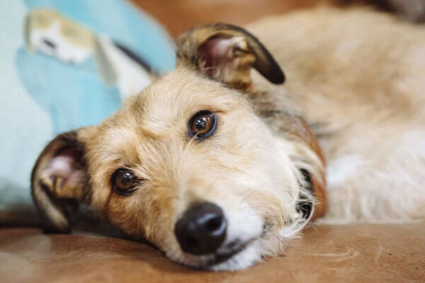 Cún bị nôn mửa, mệt mỏi có thể bắt nguồn từ nhiều nguyên nhân khác nhau