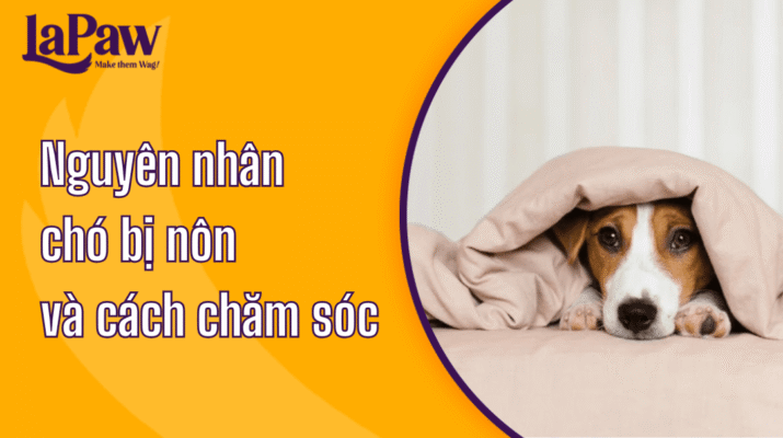 Tình trạng chó bị nôn