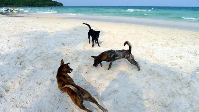 Chó Phú Quốc có khả năng bơi lội vượt trội vì sớm làm quen với môi trường nước