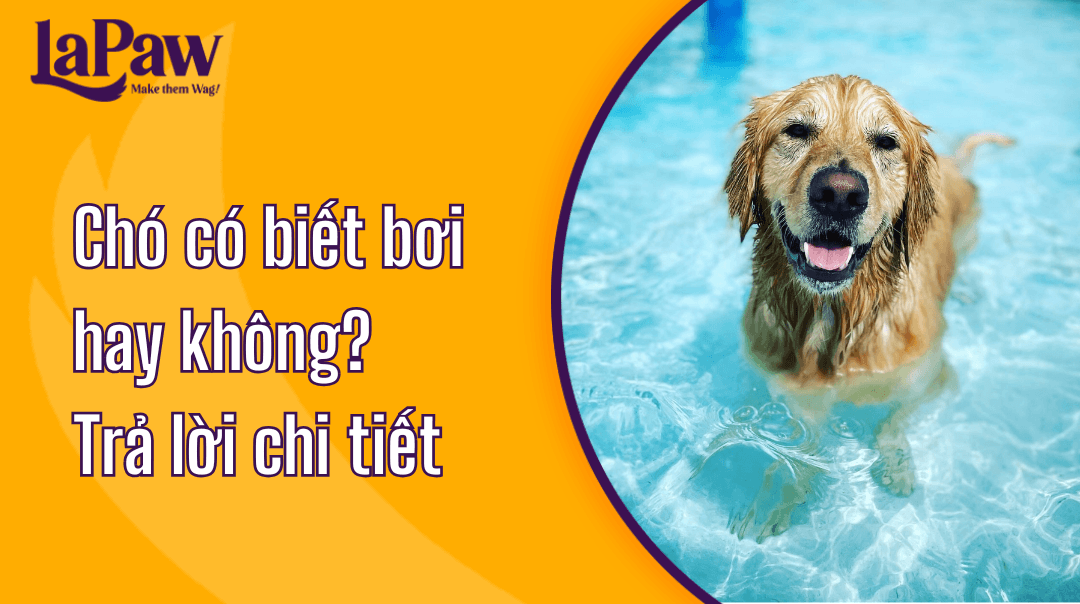 Chó có biết bơi không