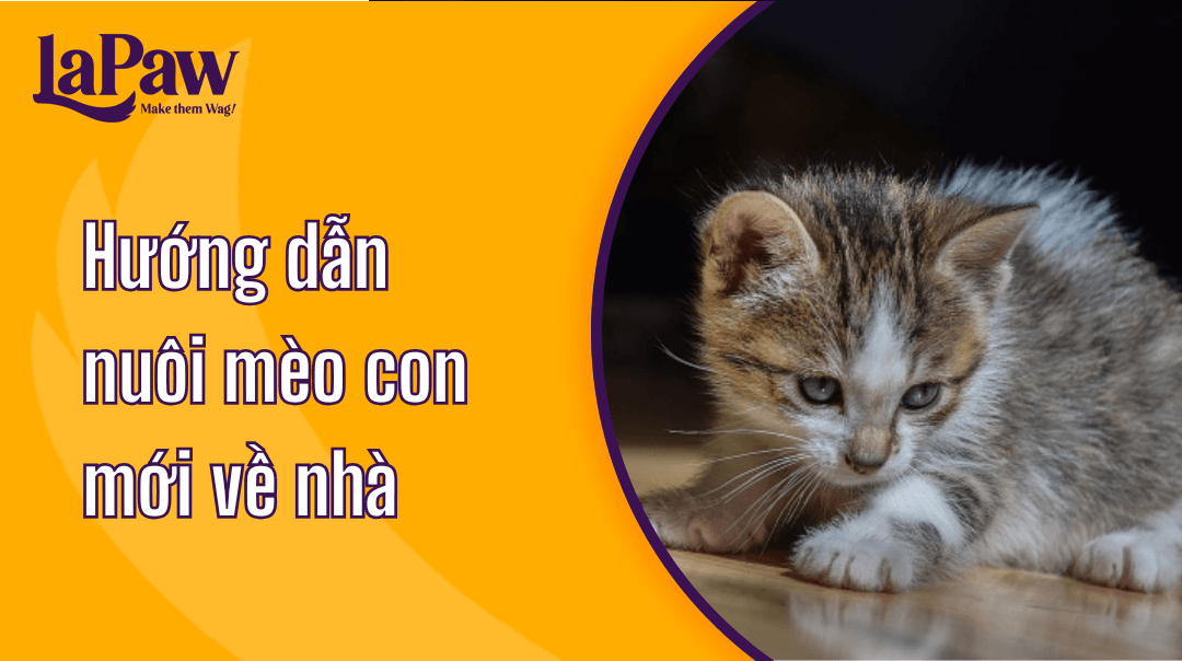 Hướng dẫn nuôi mèo con mới về nhà