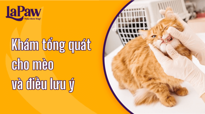 Khám tổng quát cho mèo
