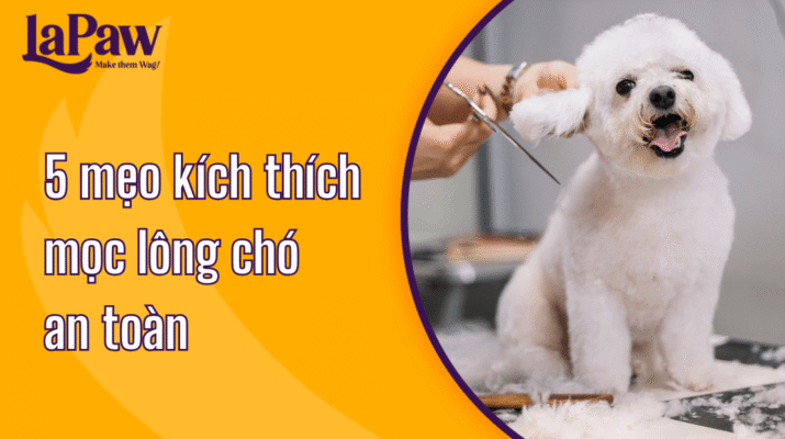 Kích thích mọc lông chó