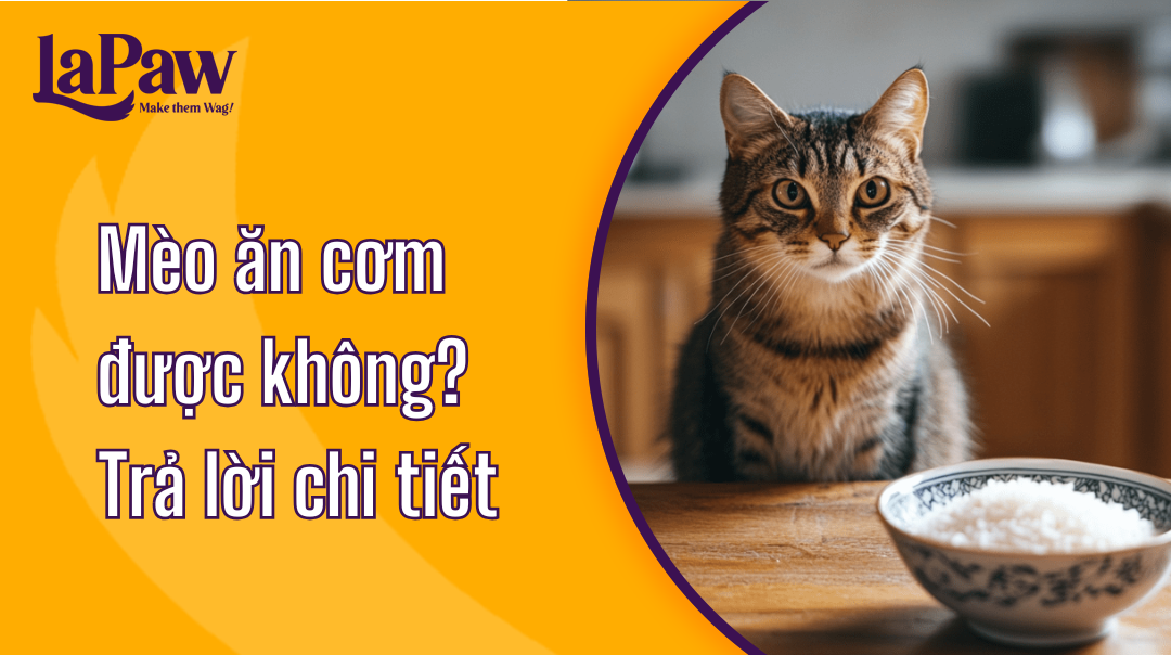 Mèo ăn cơm được không