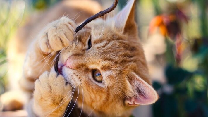 Tìm hiểu cách khắc phục tình trạng mèo cắn phá đồ