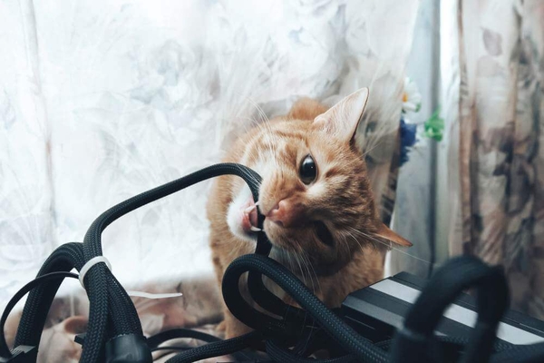 Mèo cắn đồ trong nhà có thể bắt nguồn từ nhiều nguyên nhân khác nhau