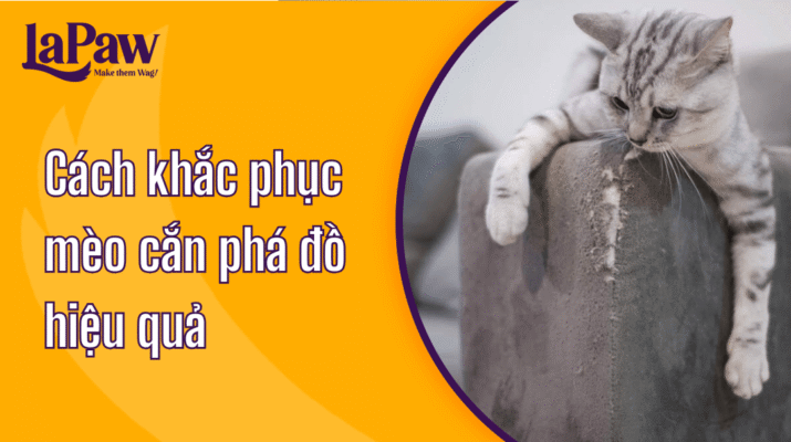 Mèo cắn phá đồ trong nhà
