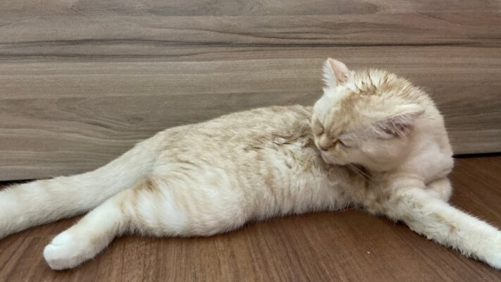 Tìm hiểu nguyên nhân khiến mèo liếm lông nhiều