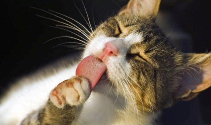 Mèo liếm lông có thể bắt nguồn từ thói quen bình thường hoặc những thay đổi về sức khỏe, tâm lý