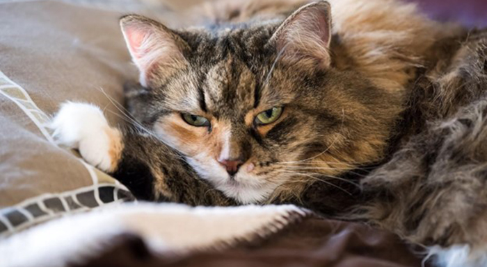 Tìm hiểu nguyên nhân và cách khắc phục tình trạng mèo stress