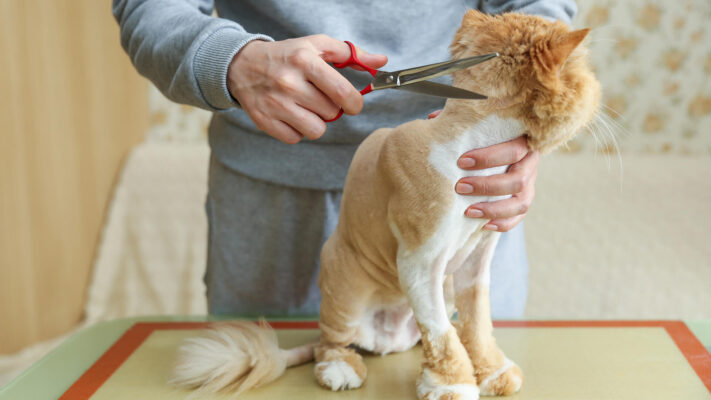 Việc cạo lông làm ngoại hình của mèo thay đổi đột ngột khiến bé dễ bất an