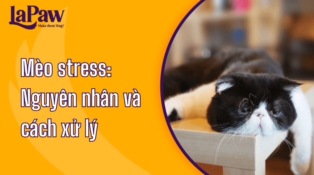 Mèo stress