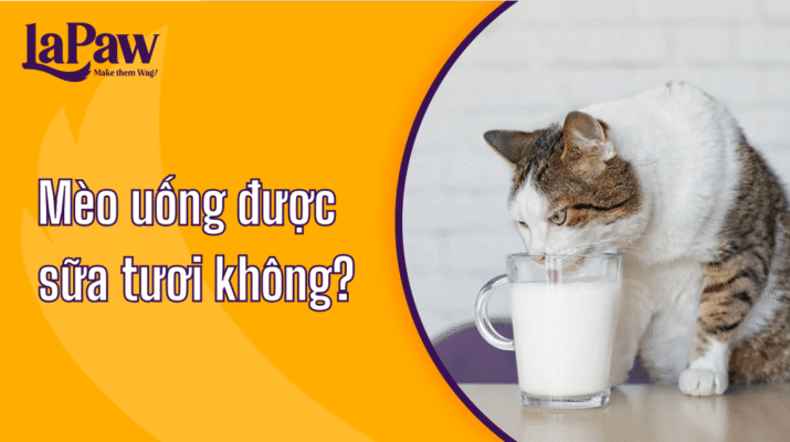 Mèo uống sữa tươi được không?