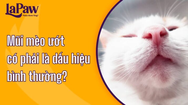 Mũi mèo ướt