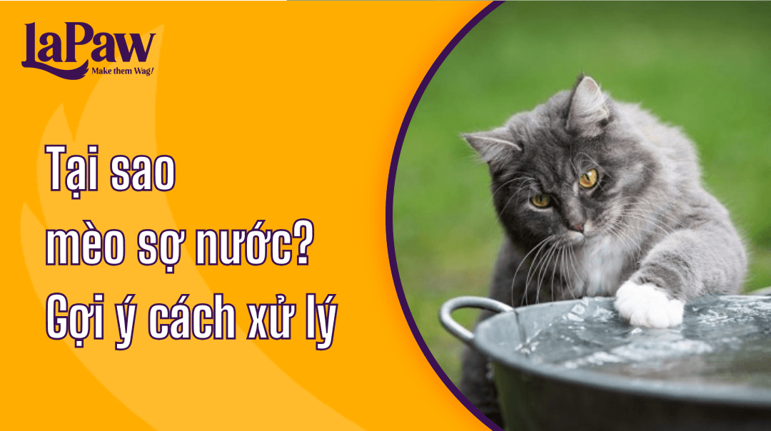 Tại sao mèo sợ nước