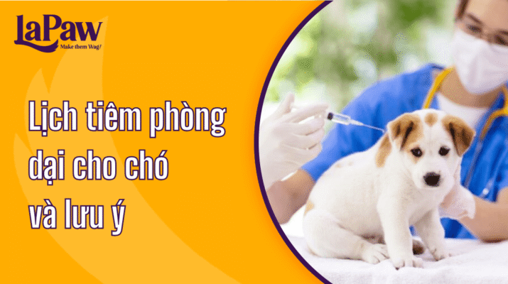 Lịch tiêm phòng dại cho chó