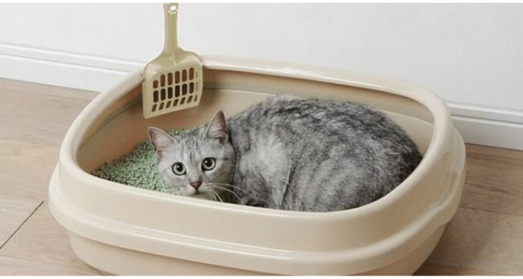 Các yếu tố cần lưu ý khi lựa chọn cát đậu nành cho mèo