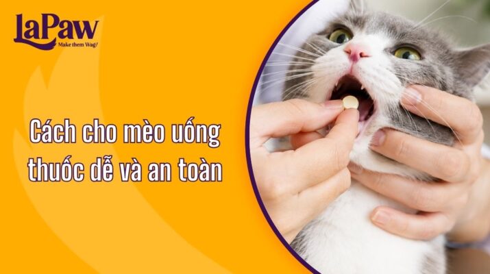 Hướng dẫn cách cho mèo uống thuốc dạng viên, thuốc nước và bằng xi lanh