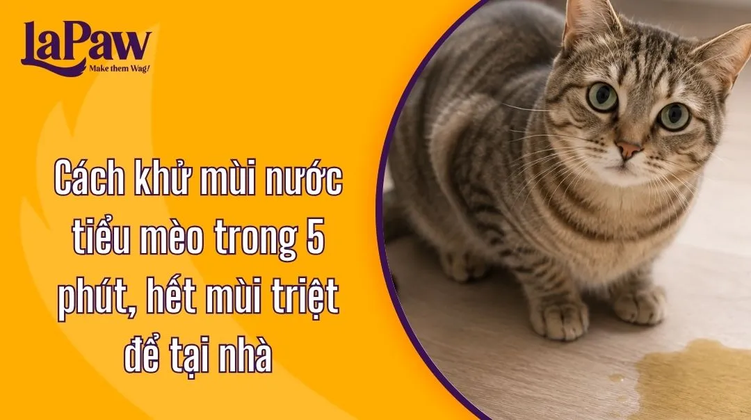 Cách khử mùi nước tiểu mèo