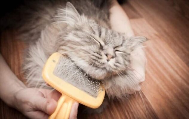 Chải lông cho boss định kỳ vừa hạn chế tình trạng lông rối vừa tránh tích tụ mùi khó chịu