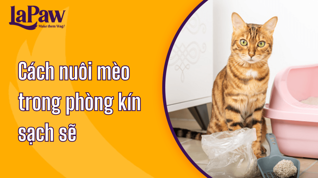 Cách nuôi mèo trong phòng kín