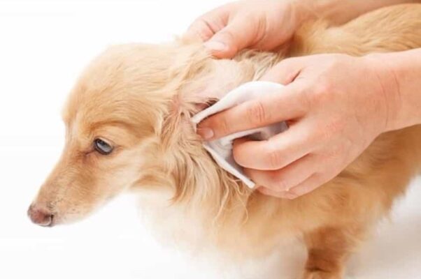 Cách xử lý chó bị viêm tai chảy mủ an toàn tại nhà